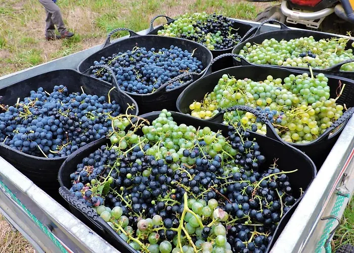 Chao De Castro Riodeporcos